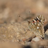 Vanessa cardui Linnaeus, 1761